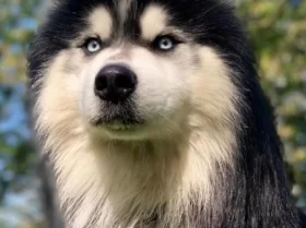 Siberian Husky