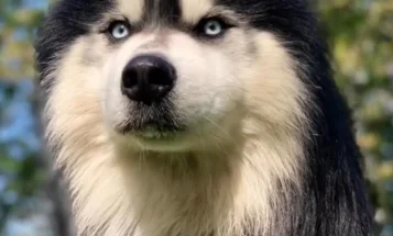 Siberian Husky