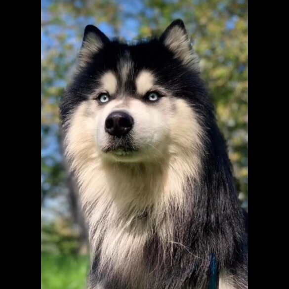 Siberian Husky