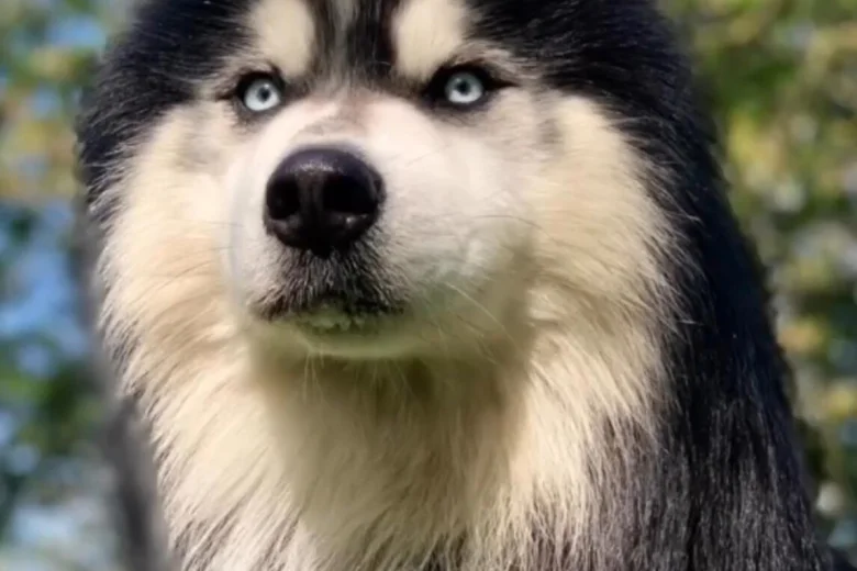 Siberian Husky