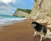 Siberian Husky
