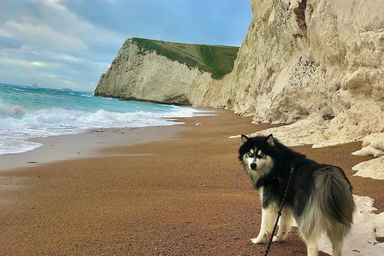 Siberian Husky
