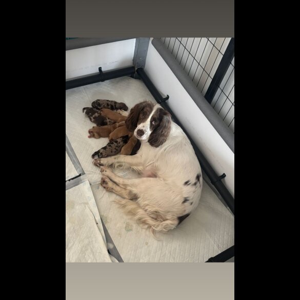 Cocker Spaniel (Working)