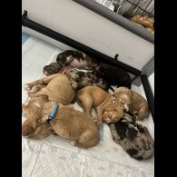 Cocker Spaniel (Working)