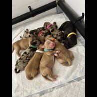 Cocker Spaniel (Working)