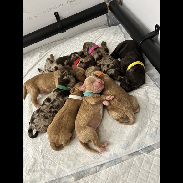 Cocker Spaniel (Working)