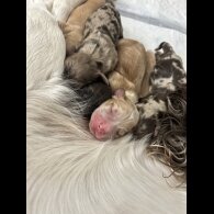 Cocker Spaniel (Working)