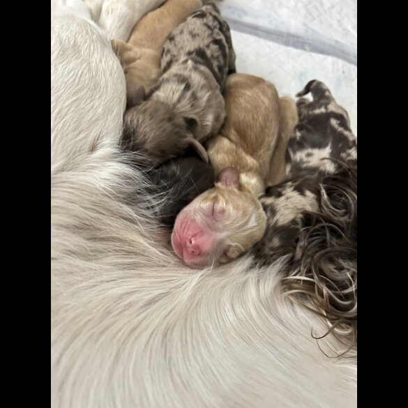 Cocker Spaniel (Working)