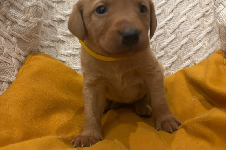 Labrador Retriever