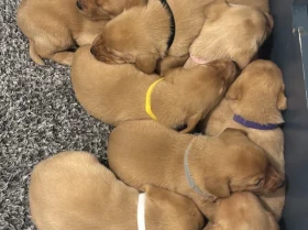 Labrador Retriever