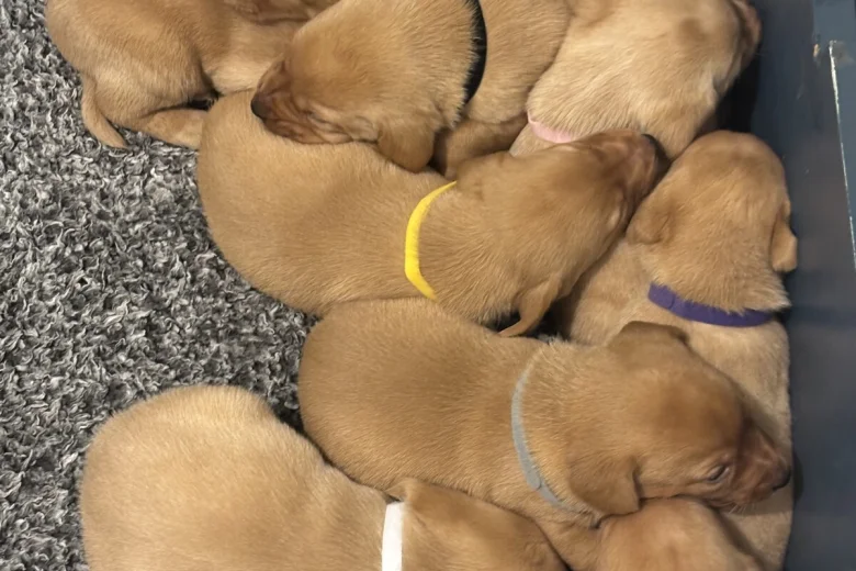 Labrador Retriever