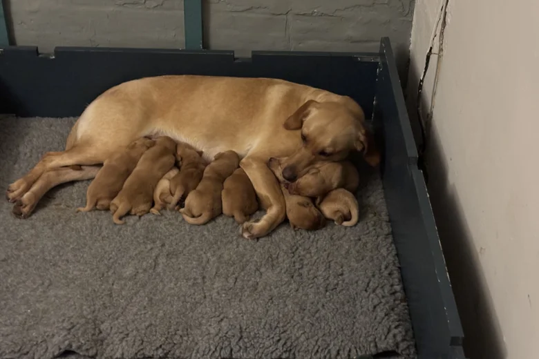 Labrador Retriever