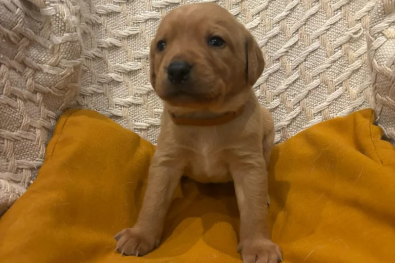 Labrador Retriever