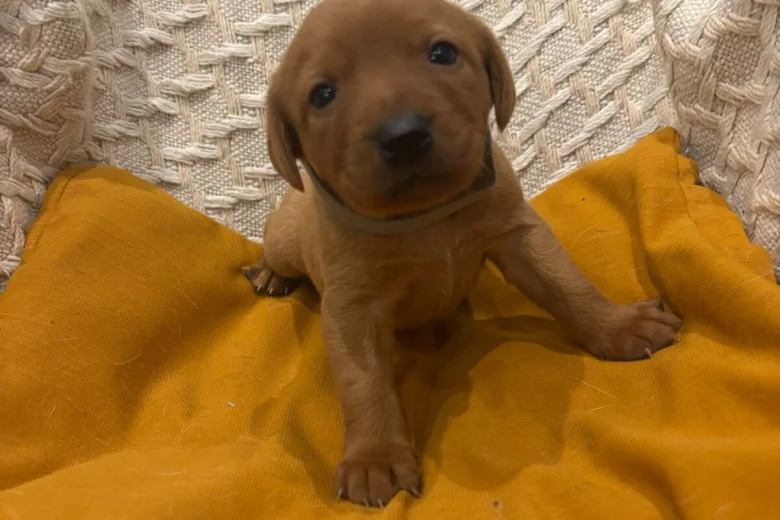Labrador Retriever