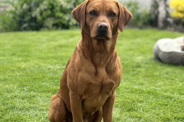Labrador Retriever