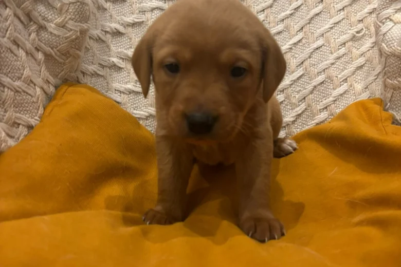Labrador Retriever