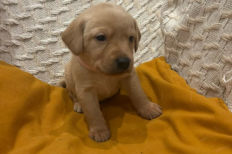 Labrador Retriever