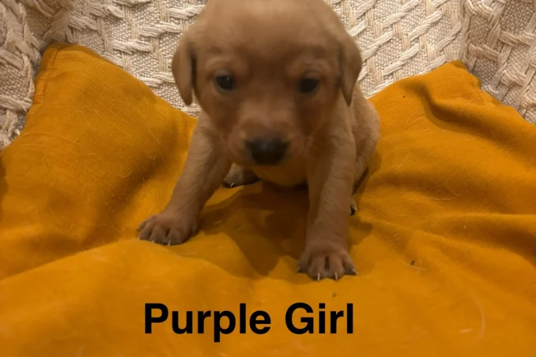 Labrador Retriever