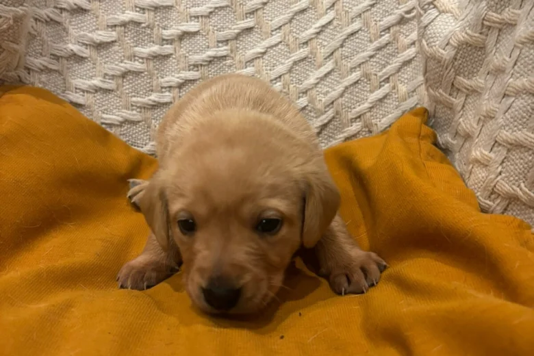 Labrador Retriever