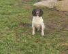 English Springer Spaniel