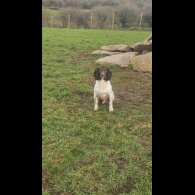 English Springer Spaniel