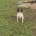 English Springer Spaniel