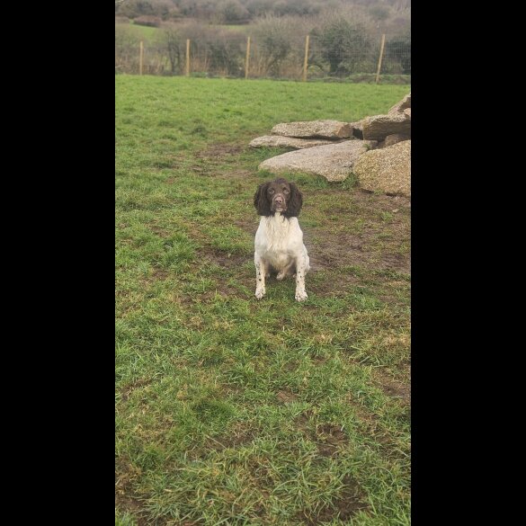 English Springer Spaniel