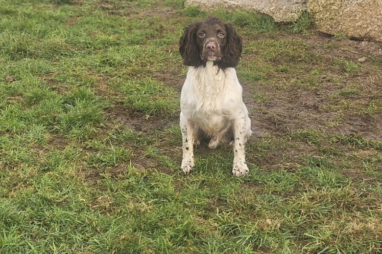 English Springer Spaniel
