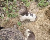 English Springer Spaniel