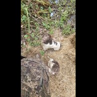 English Springer Spaniel