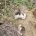 English Springer Spaniel