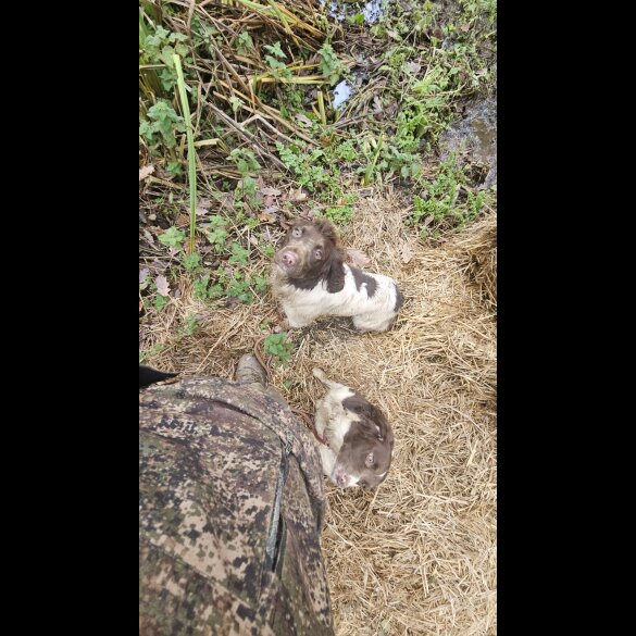 English Springer Spaniel