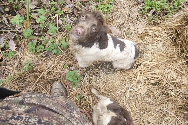 English Springer Spaniel