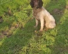 English Springer Spaniel