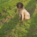 English Springer Spaniel