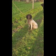 English Springer Spaniel