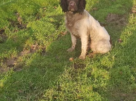 English Springer Spaniel