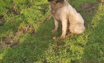 English Springer Spaniel