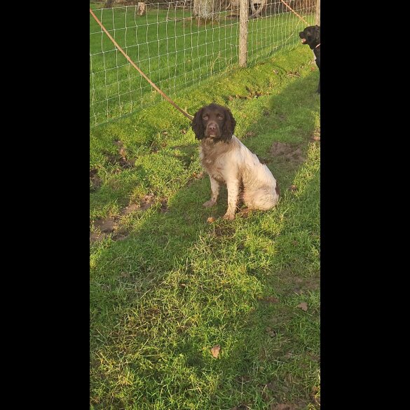 English Springer Spaniel