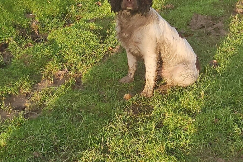 English Springer Spaniel