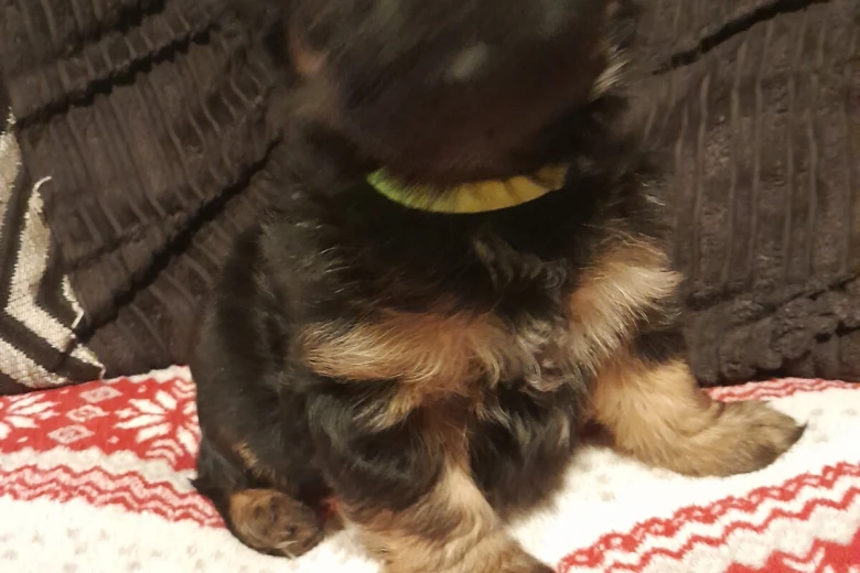 Yorkshire Terrier