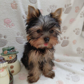 Yorkshire Terrier
