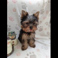 Yorkshire Terrier