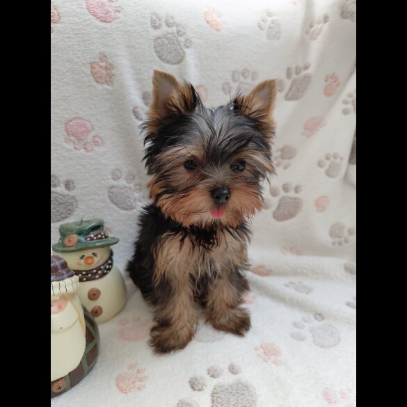 Yorkshire Terrier