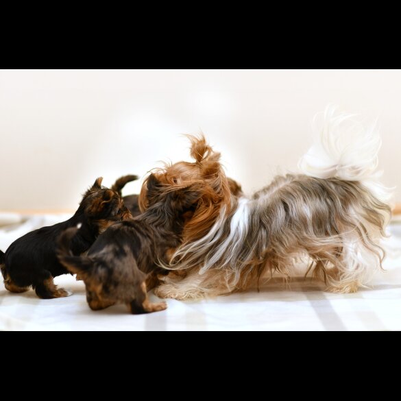 Yorkshire Terrier