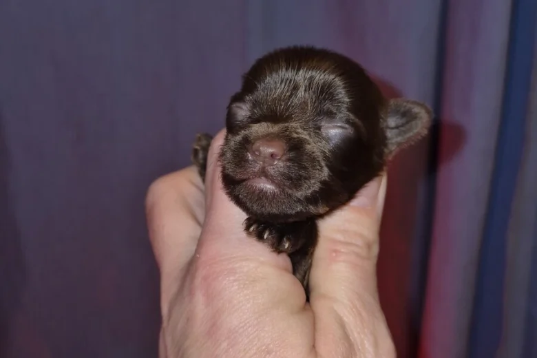 Yorkshire Terrier