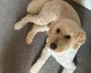 Yorkiepoo