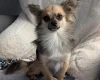 Pomchi