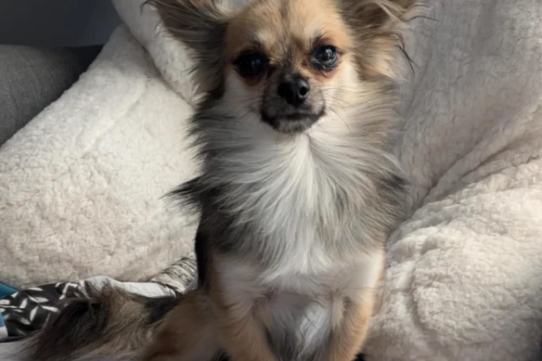 Pomchi