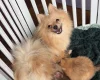 Pomchi
